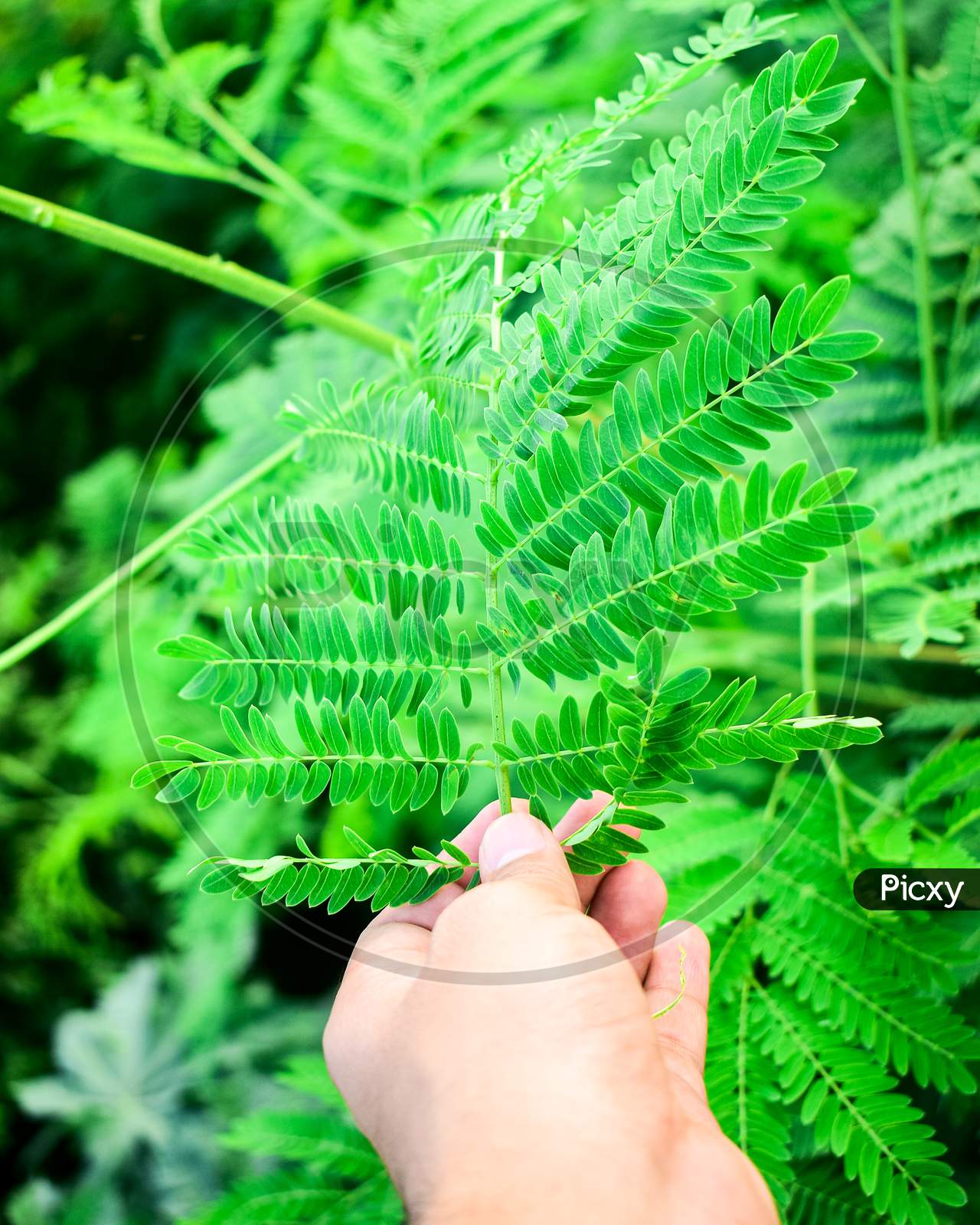 Fingers Touching Green Fresh Leaf