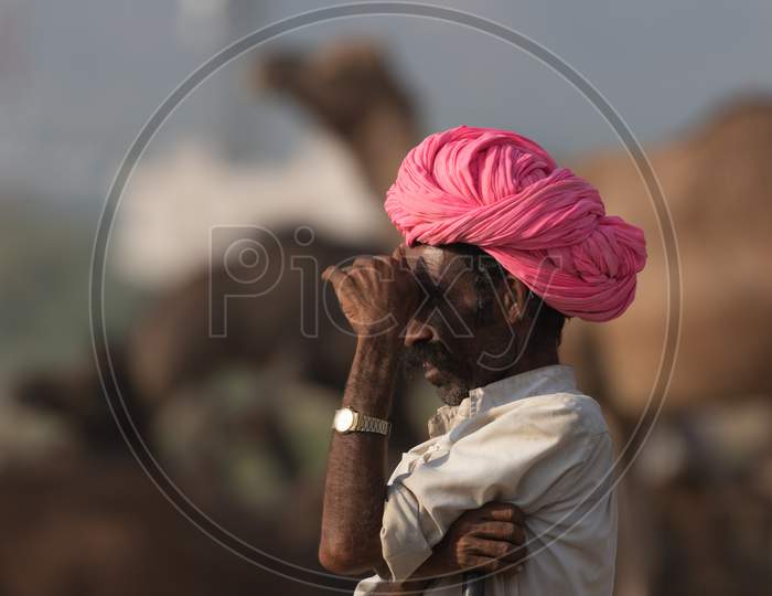 An anxious looking Camel trader with his camels at Pushkar camel festival