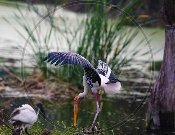 Yellow-billed stork