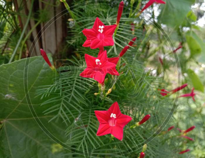 Red Color Flower With Green Tree