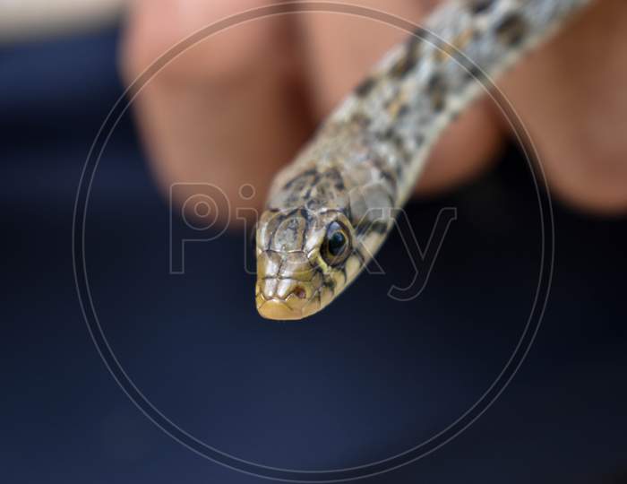 SNAKE WITH A WHITE BACKGROUND