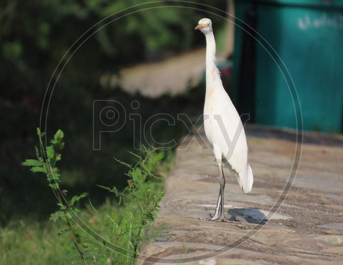 Chinese egret