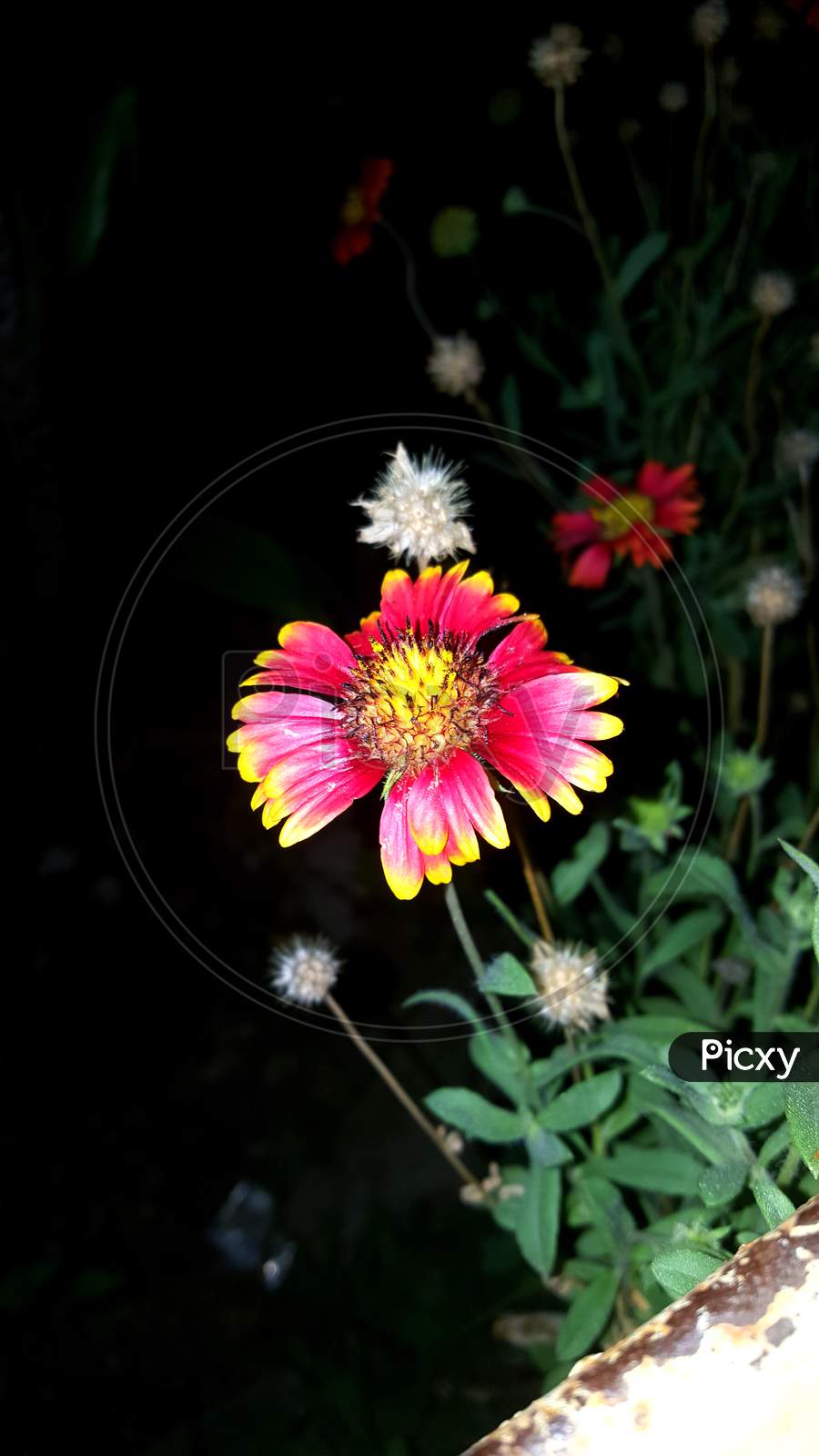Colour flower