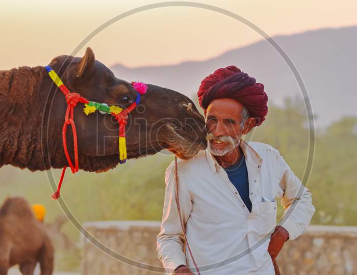 A camel at pushkar fair touching his herders face