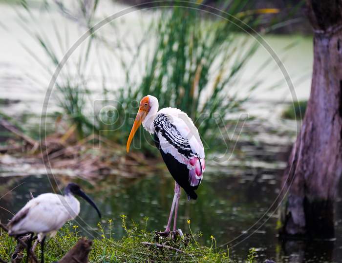 Yellow-billed stork