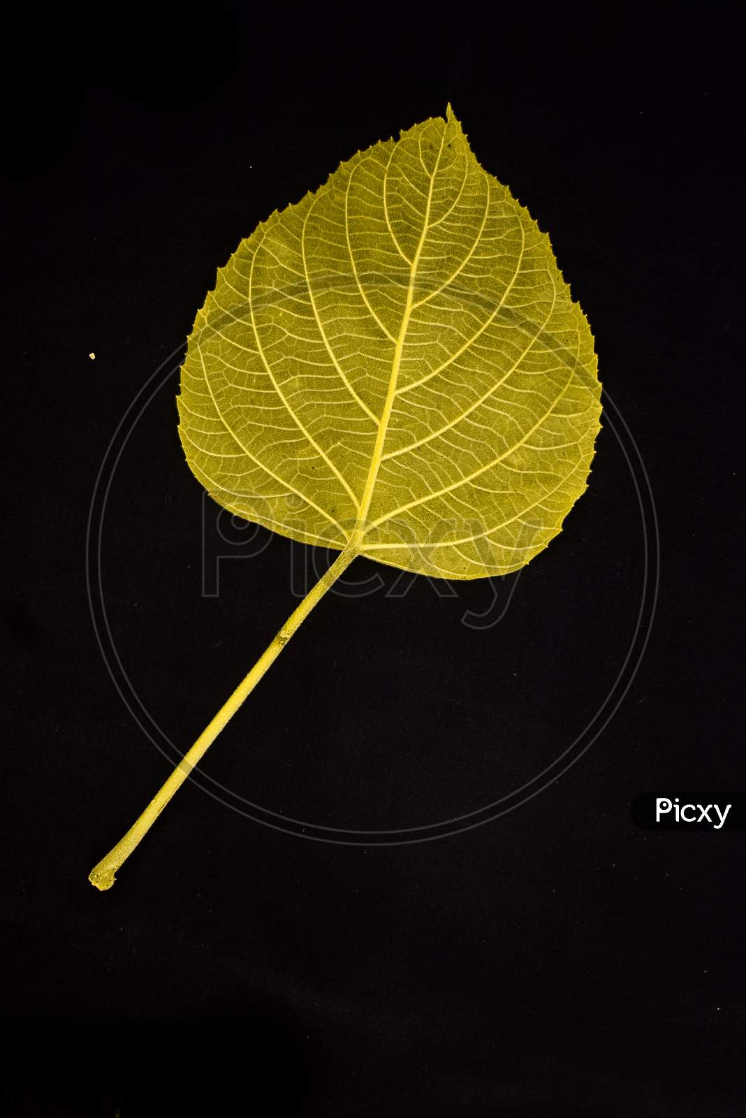 Yellow Leaf with Black background