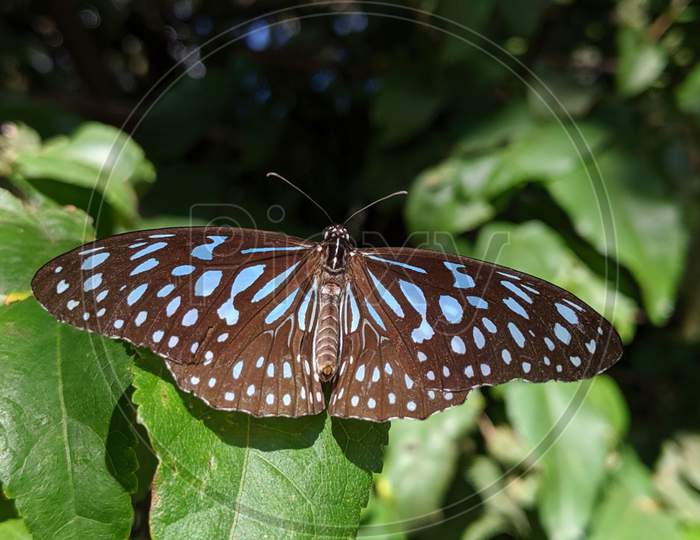 A beautiful butterfly in leaf.