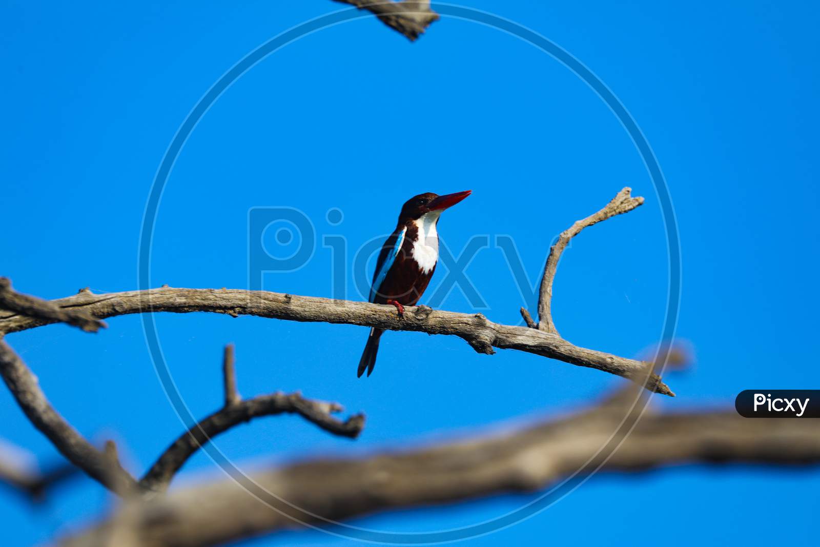 Kingfisher bird on tree stem