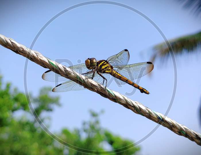 Dragonfly sitting on rope.