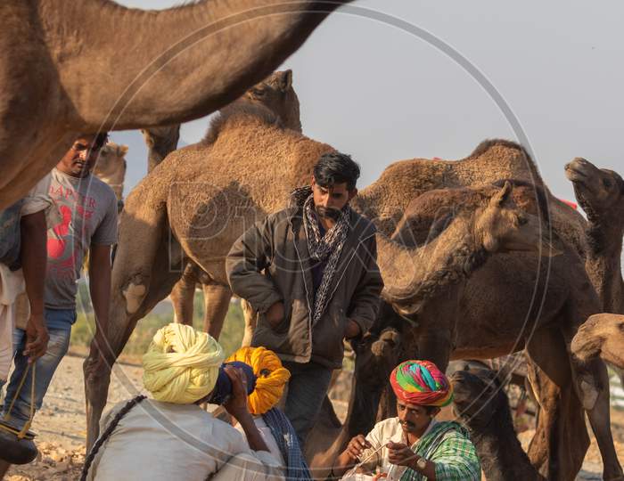 Camel traders with their camels at Pushkar camel festival