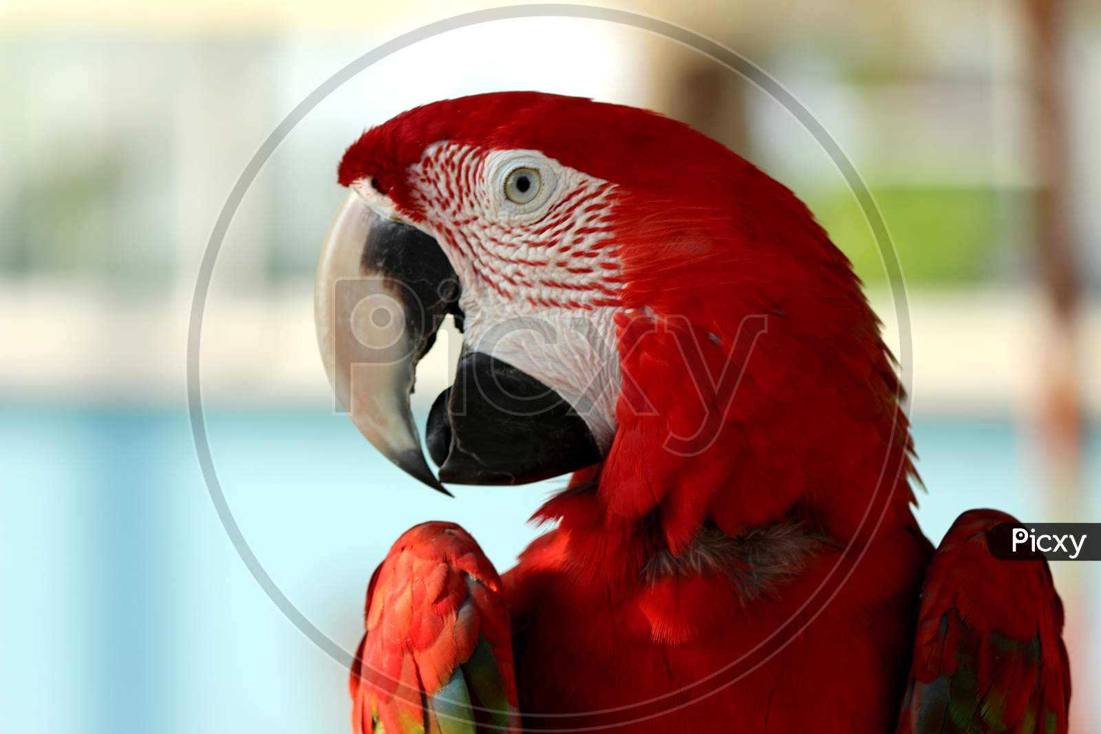 Scarlet Macaw Parrot closeup