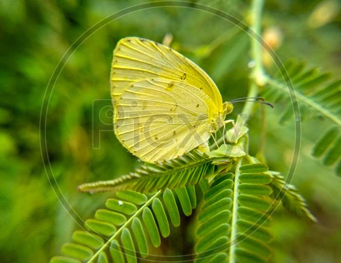 Butterfly, macro photo