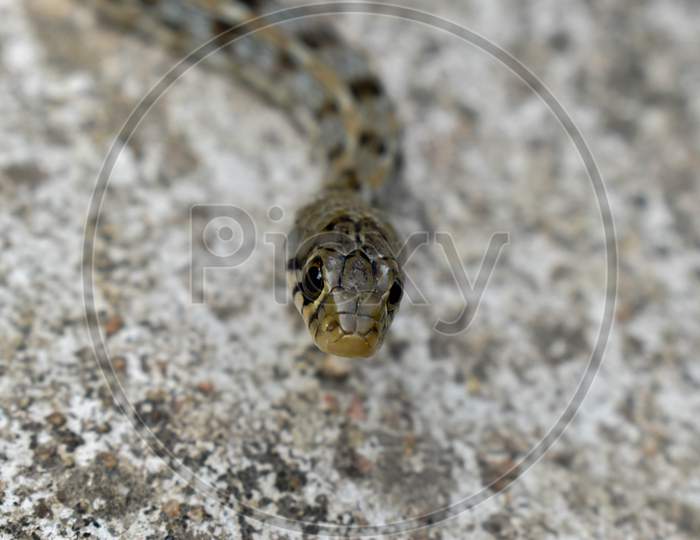 SNAKE WITH A WHITE BACKGROUND