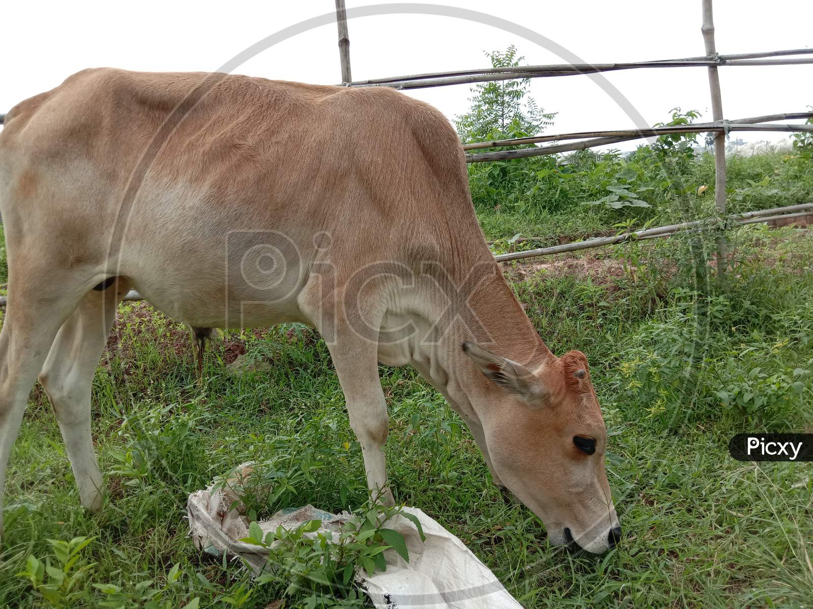 A Brown Colored Cow Eating The Grass