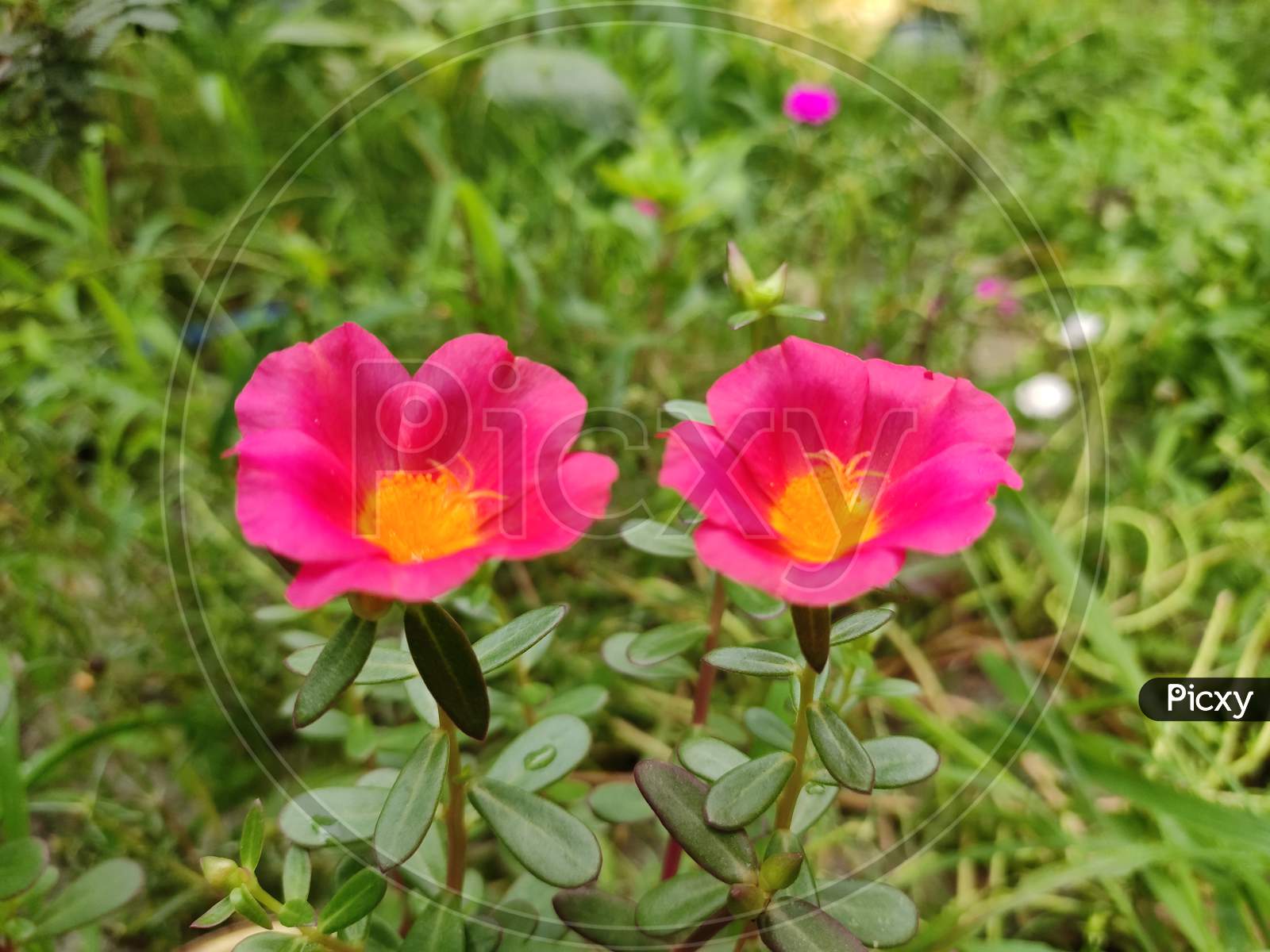Beautiful couple of Poppy flower.