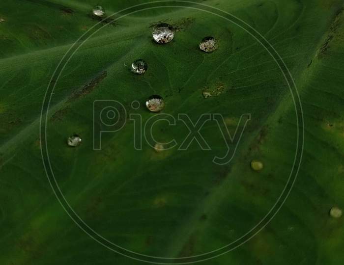 Water droplets on a leaf reflect the sunlight.