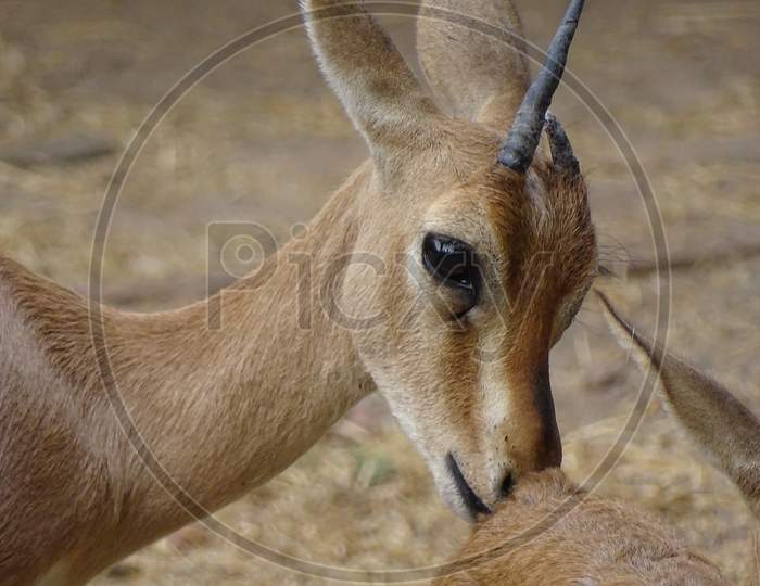 Gazelle od the wild