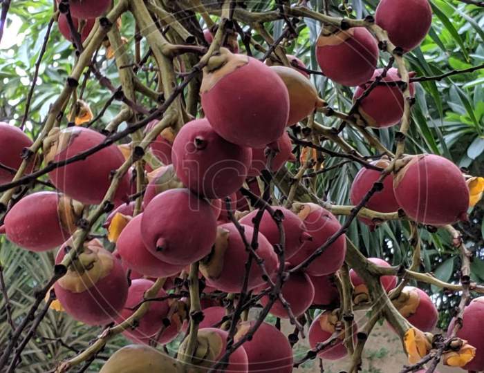Fruit tree.