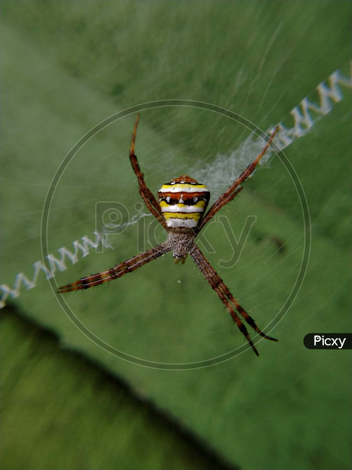 Spider ( Agriope anasuja )