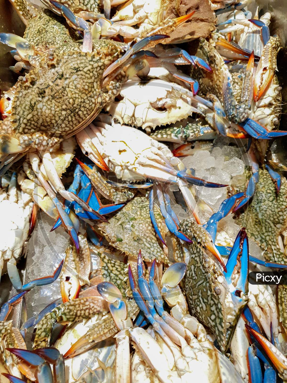 Crabs In Ice For Sale In Seafood Market