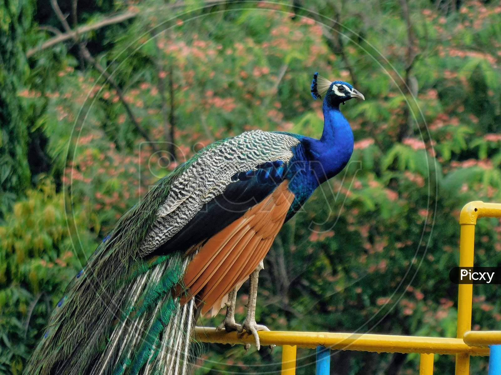 Blue peacock with feathers