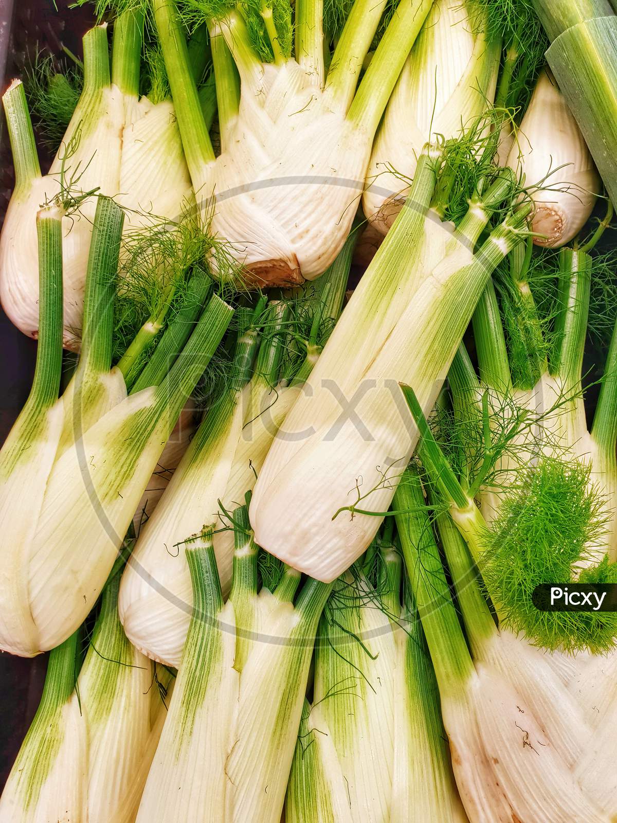 Fennel Bulb With Leaves For Sale In Market