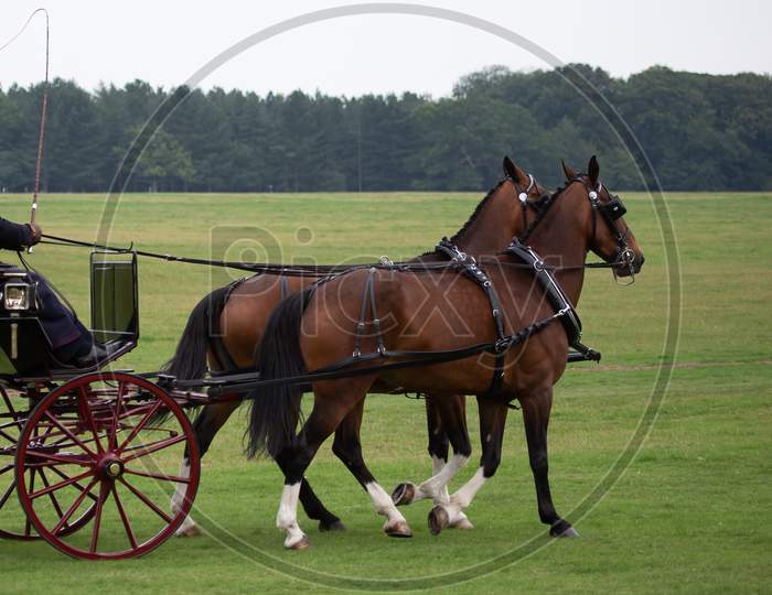 Pair Of Brown Carriage Horses In Harness Attached To Carriage In Grassland