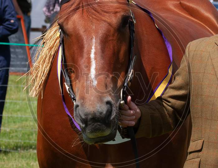 Magnificent Suffolk Punch Horse On Show By Anonymous Handler
