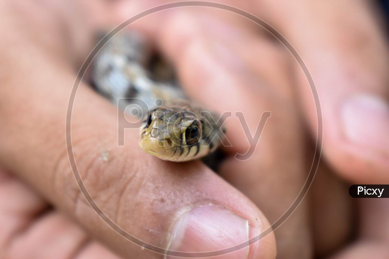 A MAN IS HOLDING A SNAKE IN HIS HAND