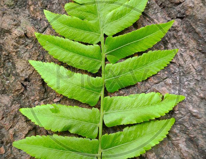 Wild Plant's leaf.