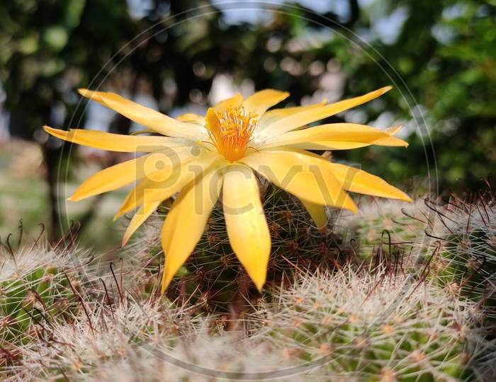 Cactus flower.