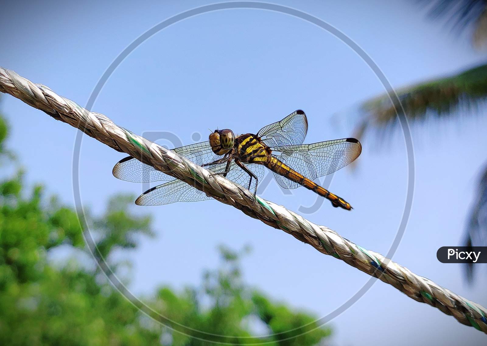 Dragonfly sitting on rope.