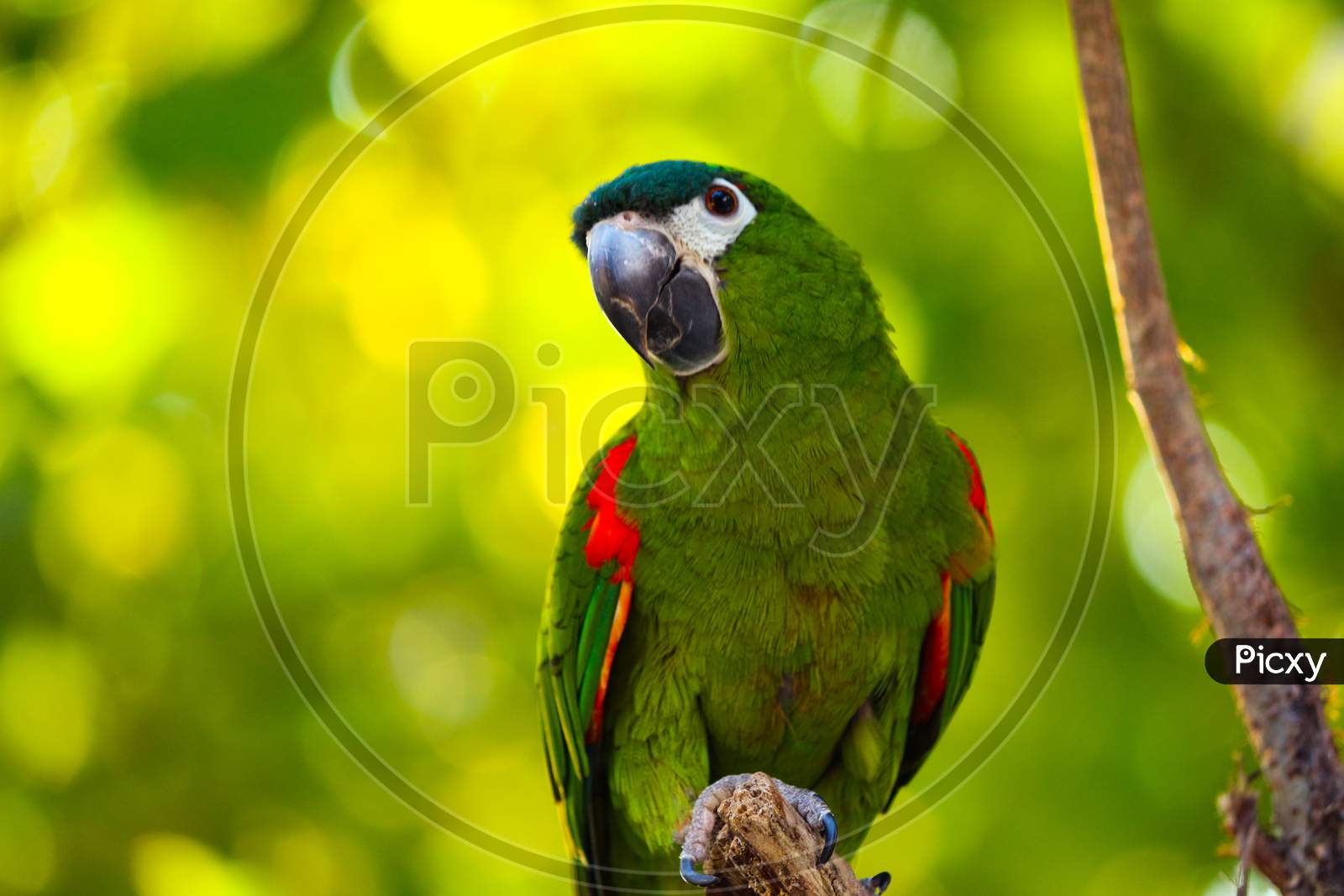 Green Macaw bird with green background