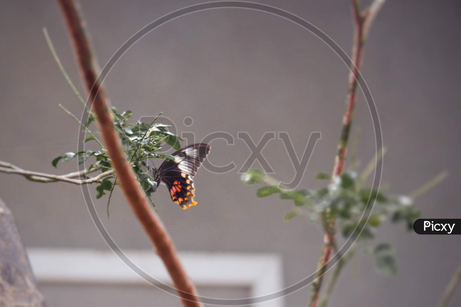 Butterfly on tree
