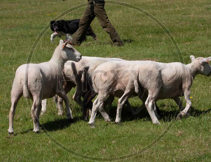 Flock Of Recently Shorn Sheep Being Herded By Anonymous Shepherd And Working Dog In Meadow