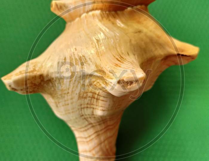 Indian sankh gaumukhi conch shell used by the priest in the temple.