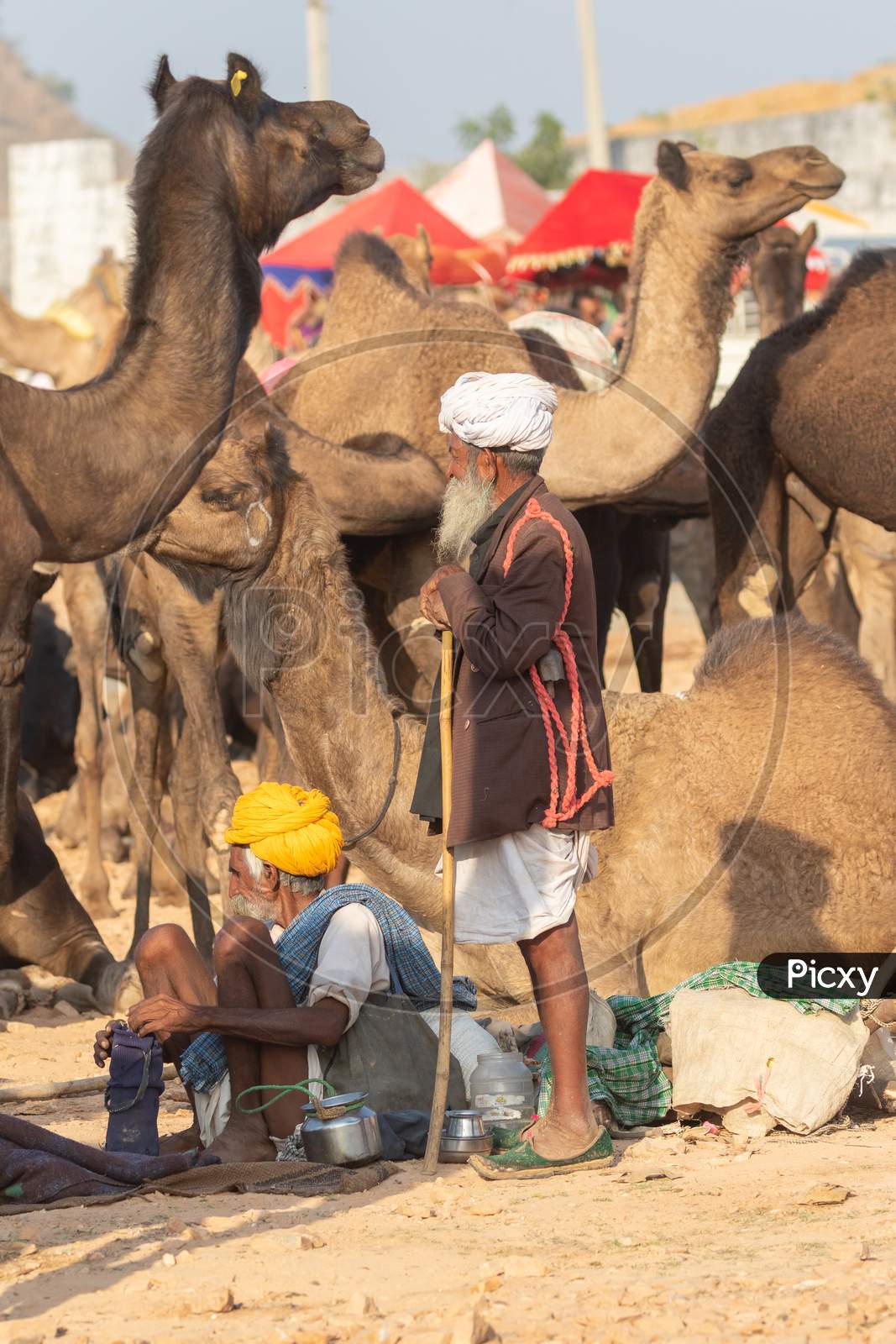 Camel traders with their camels at Pushkar camel festival