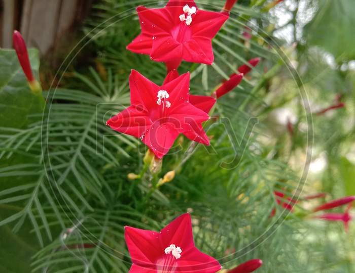 Red Color Flower With Green Tree