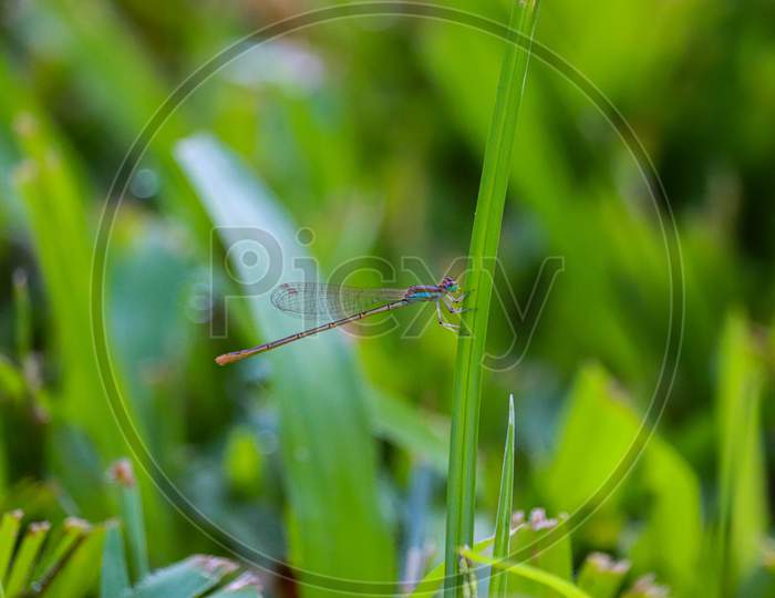 Baby dragon fly