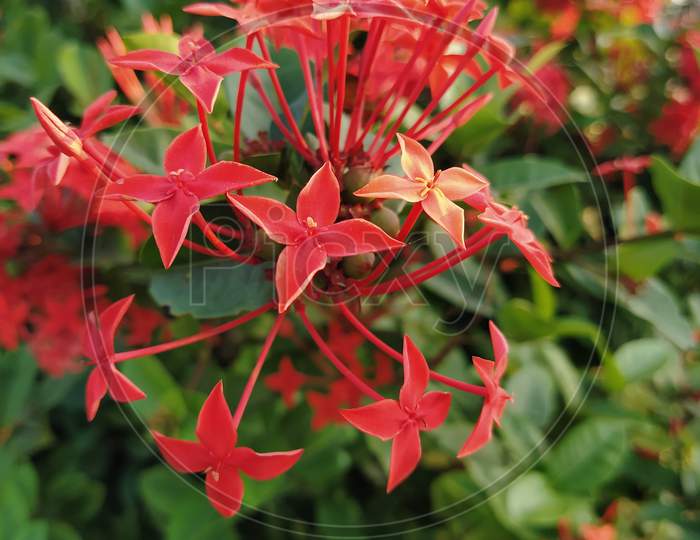 Red Jasmine flower Ixoroideae found in a park