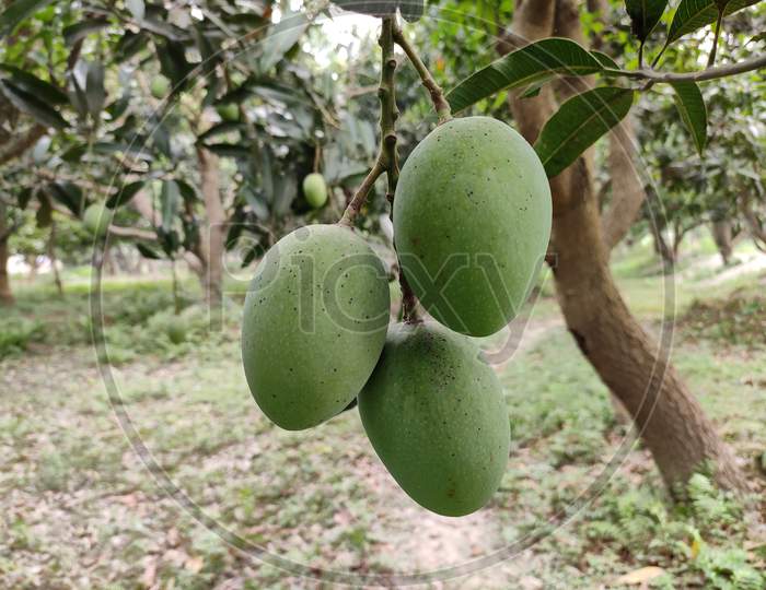 Three Mangoes in one bunch.