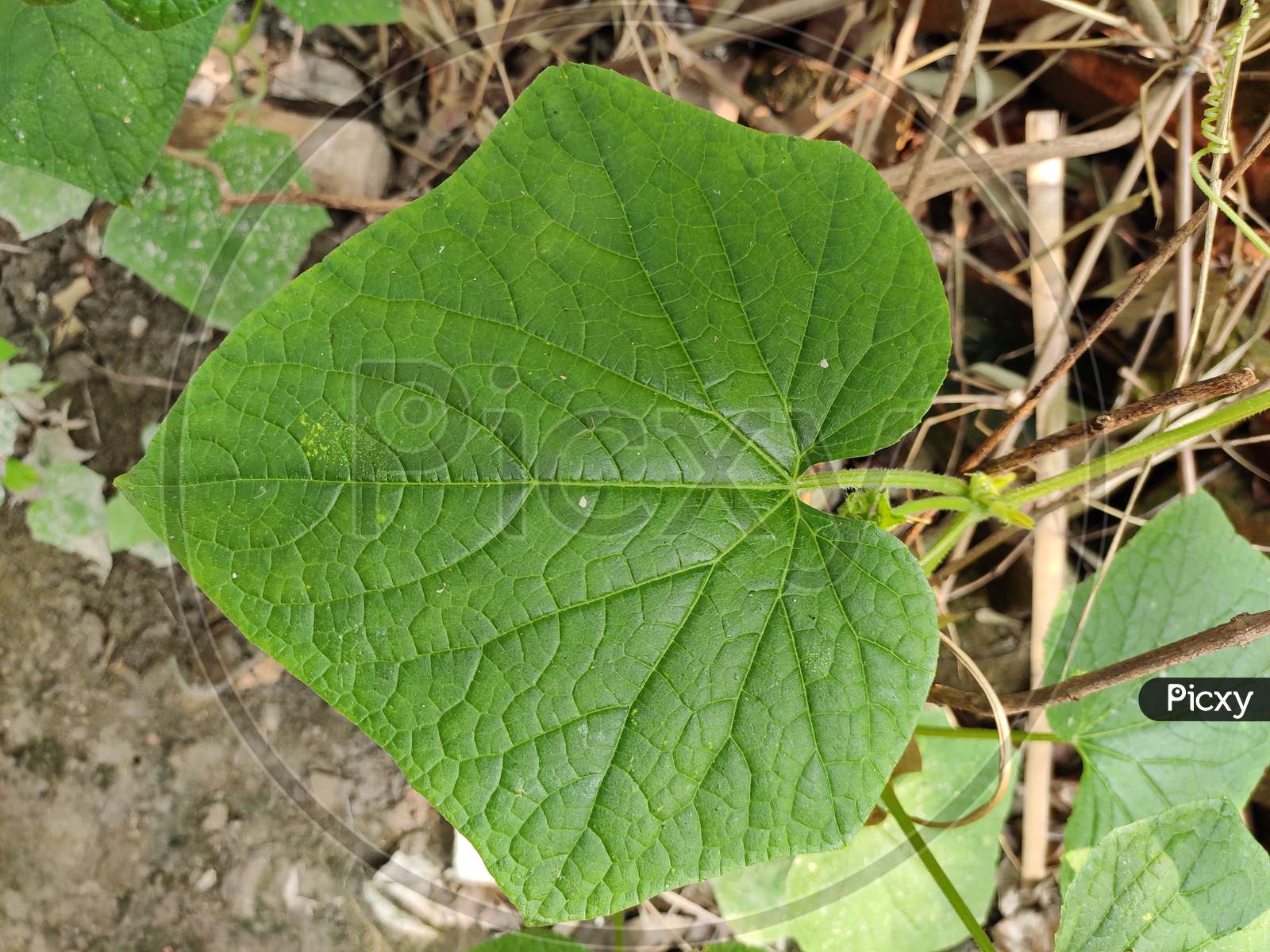 Cucumber Leaf.