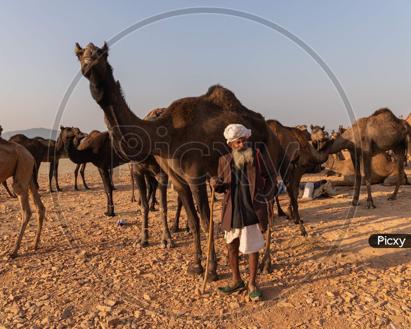 Camel traders with their camels at Pushkar