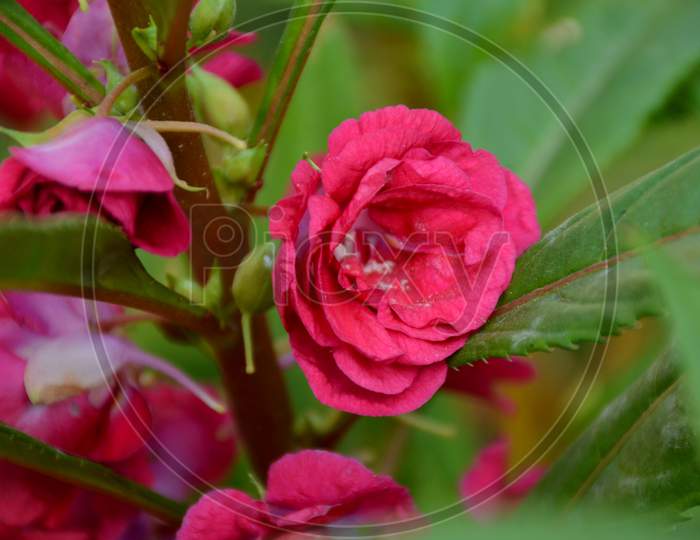 The Beautiful Pink Color Flower With Leaves In The Garden.