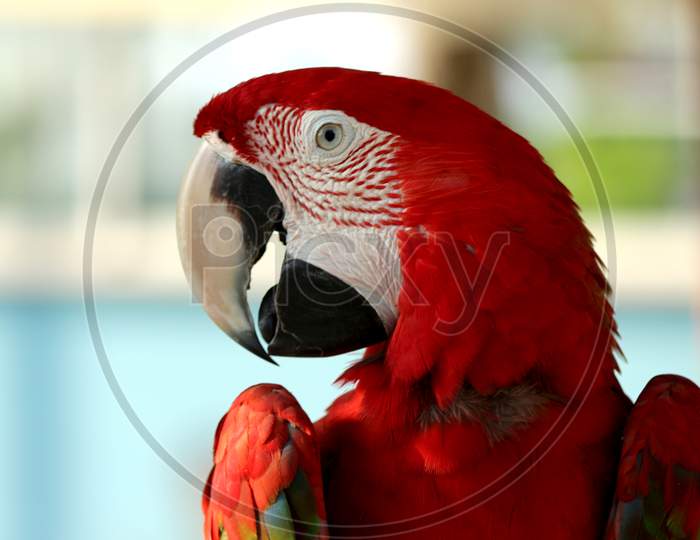 Scarlet Macaw Parrot closeup