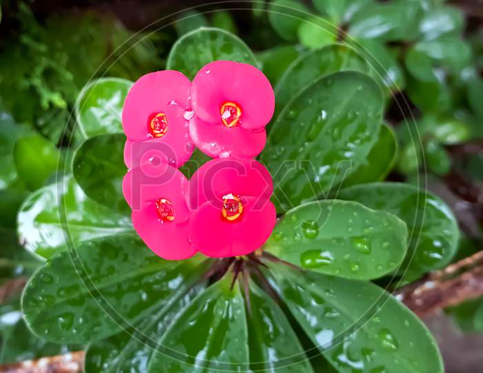 Beautiful red colour flowers in rain