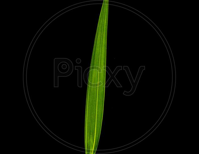Long Green Leaf