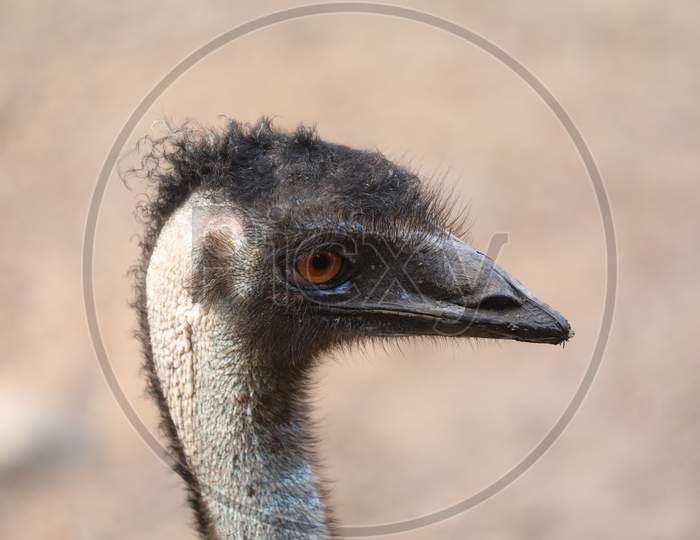 Emu bird closeup
