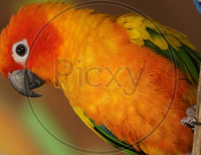 Sun Conure Parrot Orange Red Yellow