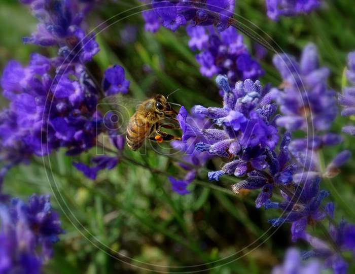 The bee on a Lavender field.